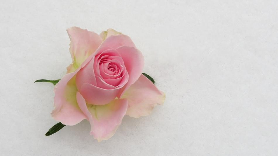 pink half open Rose Flower, top view