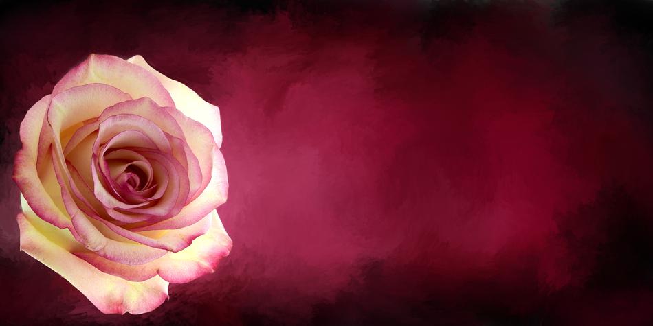 yellow Rose at maroon background, banner
