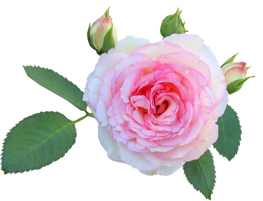 garden rose on the white background