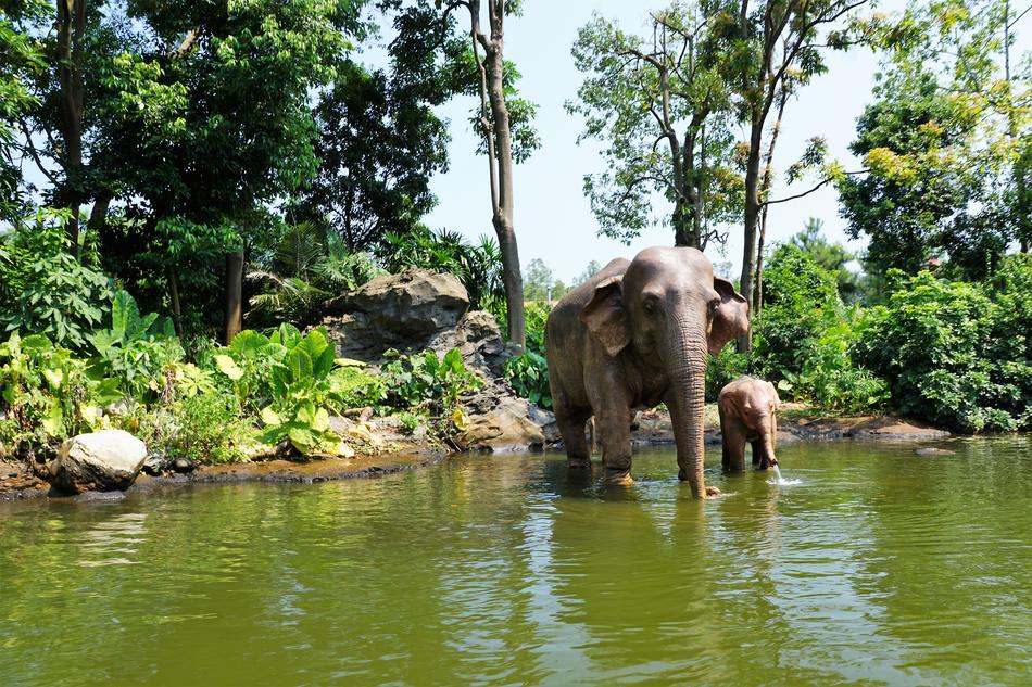 Elephants China