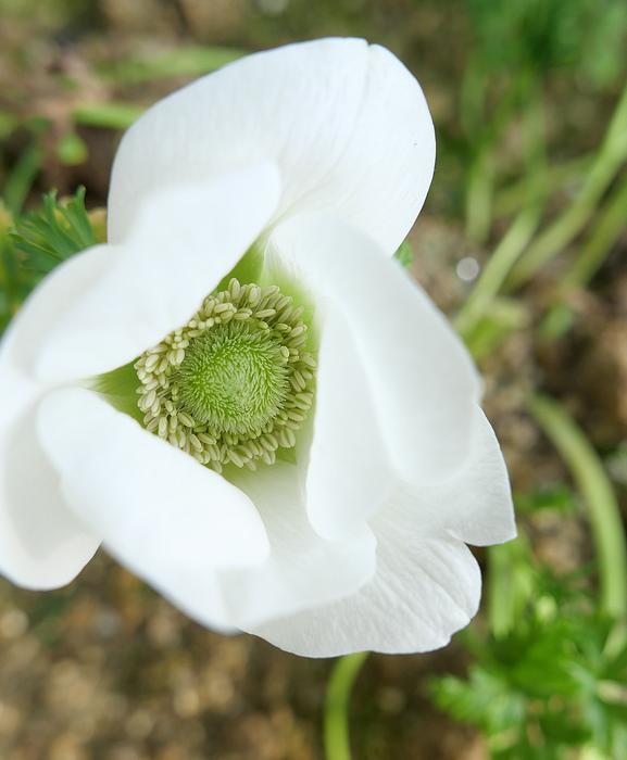 Flower White cute