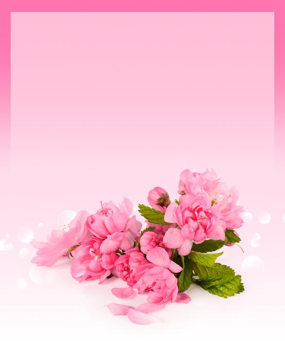 card cherry flowers background
