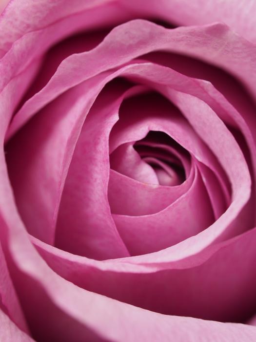 wallpaper with blooming rose
