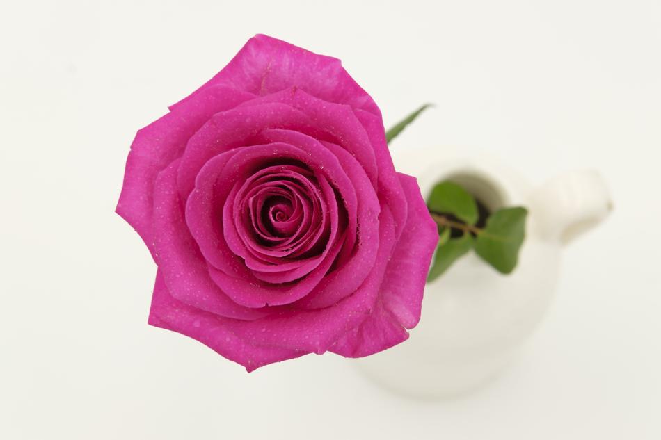 goodly pink Rose