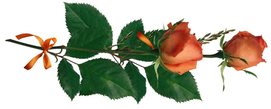 two orange roses, floral decoration