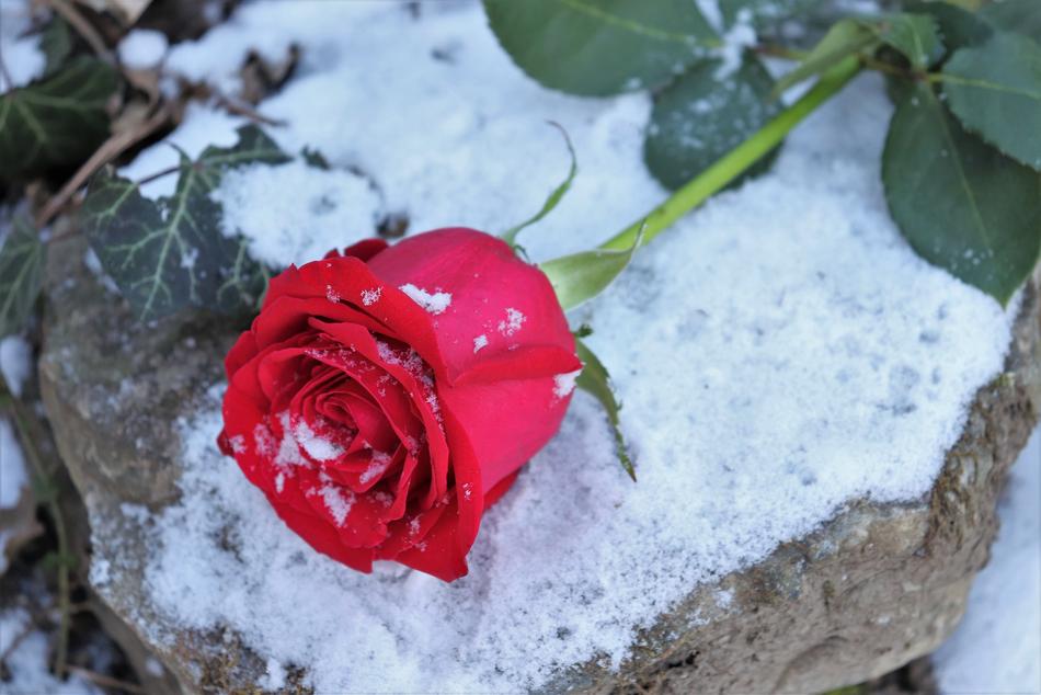 scarlet rose in the snow