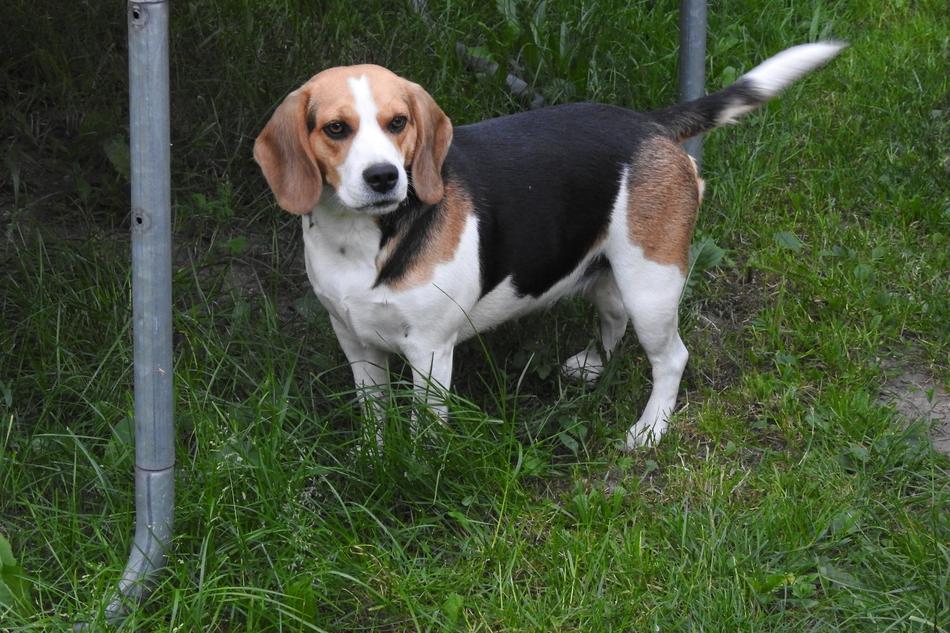 Beagel Dog on green grass
