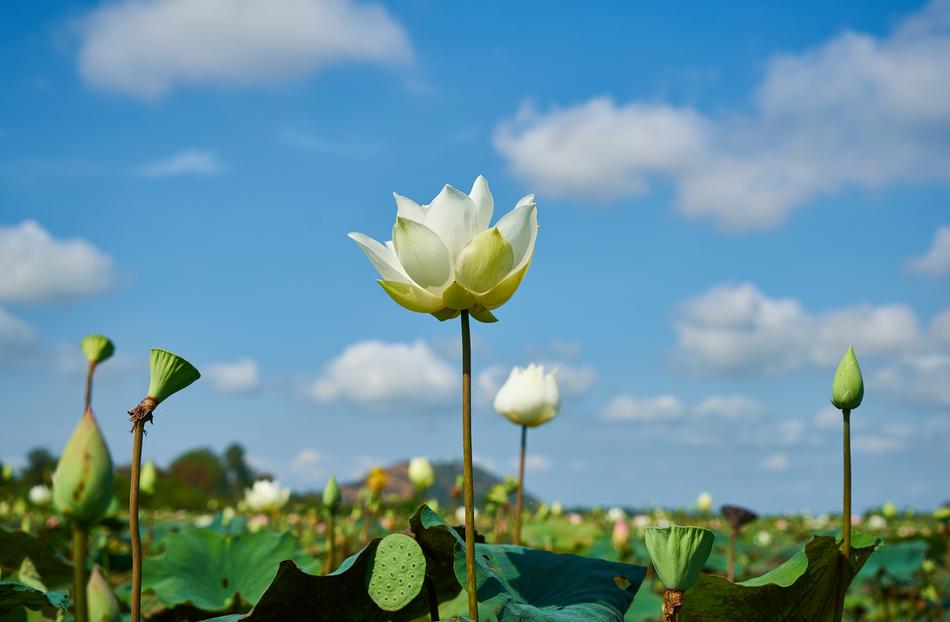 Lotus white Plant