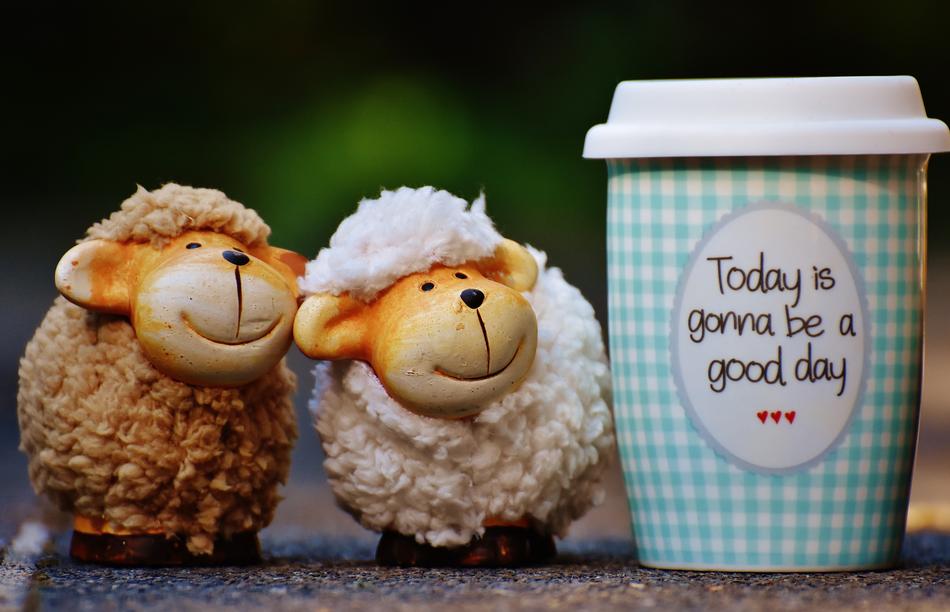 Sheep, Beautiful Day and coffe To Go