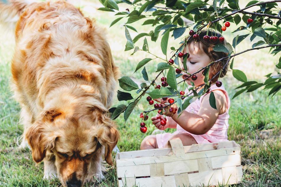 Cherries big dog and small girl