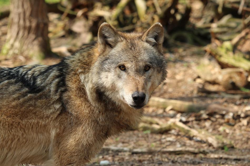 World Nature Predator