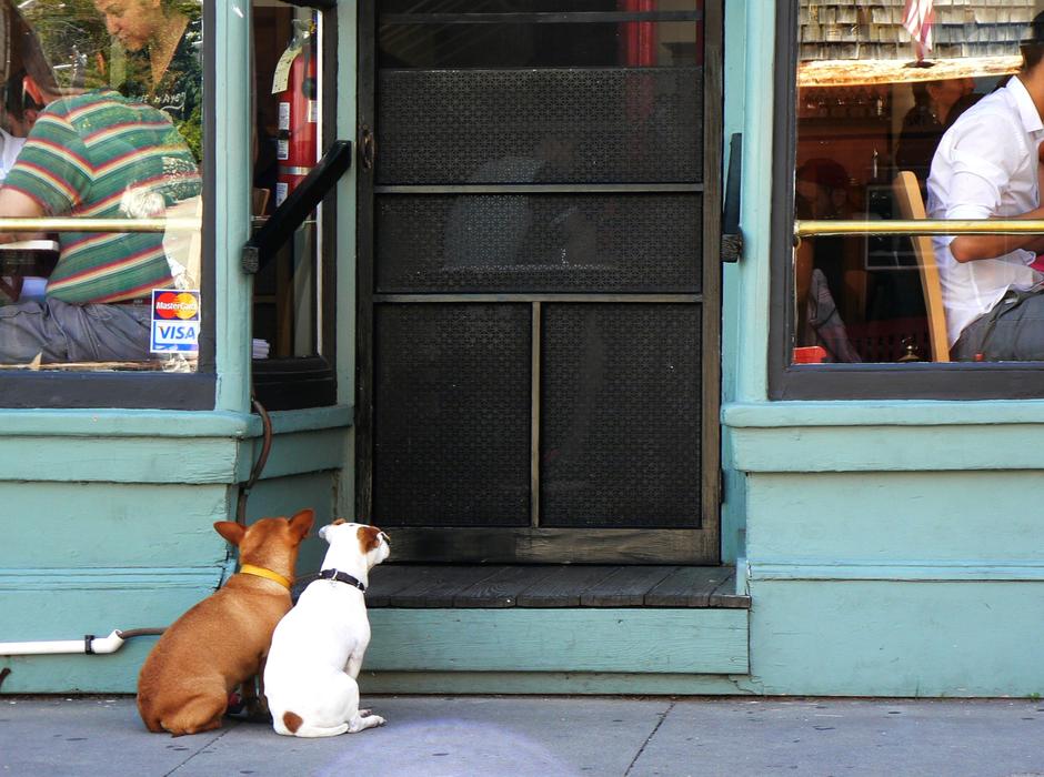 Dogs Human Door