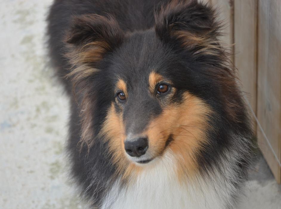 tricolor purebred dog near the walls