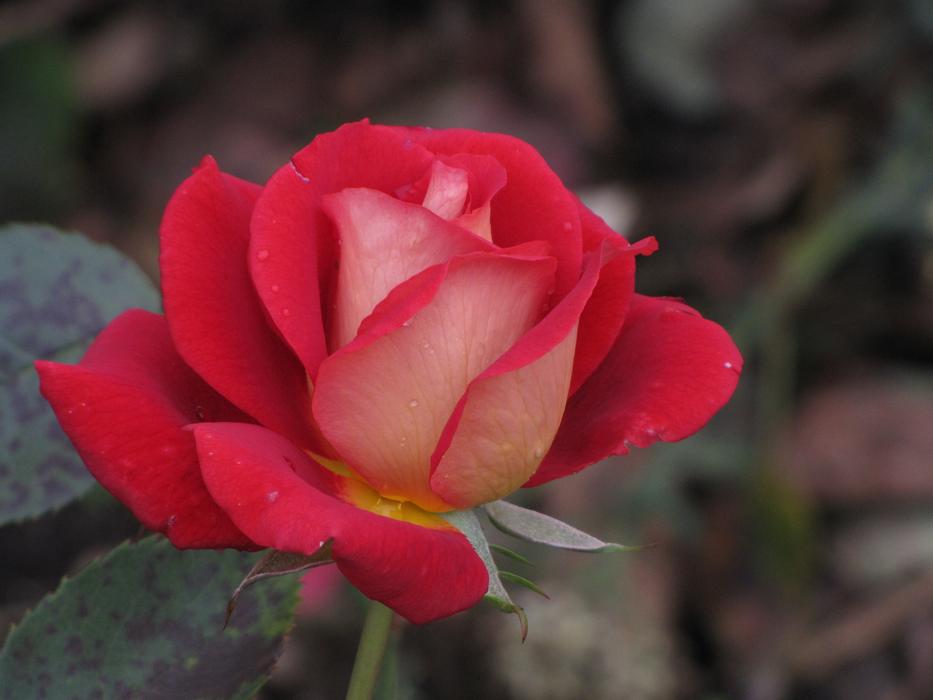 Red Hell Rose
