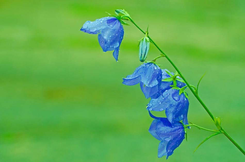 bellflowers with dew drops at green background