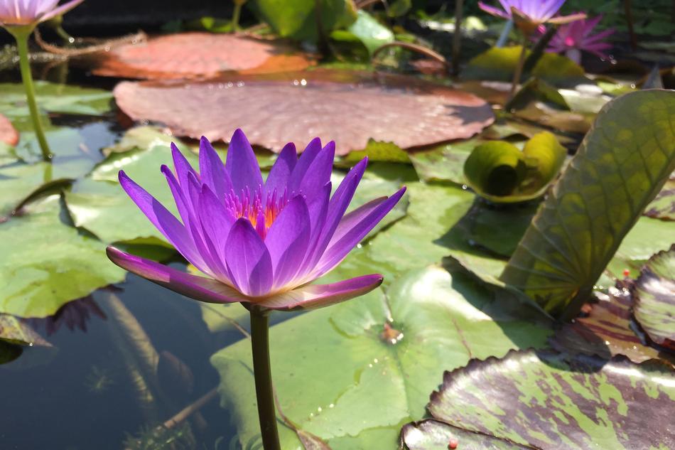 Purple Magenta Lotus