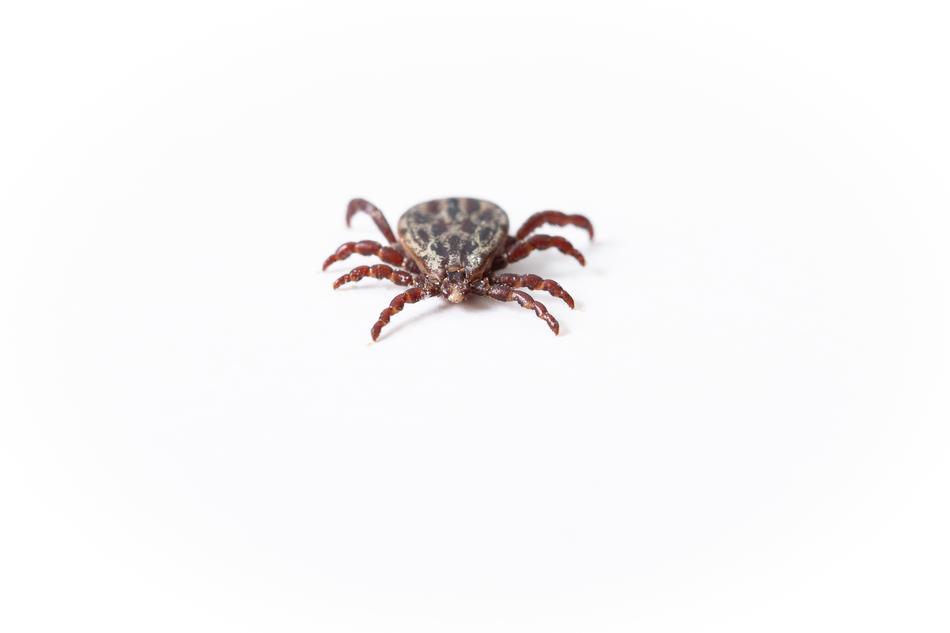 Tick-Borne Encephalitis