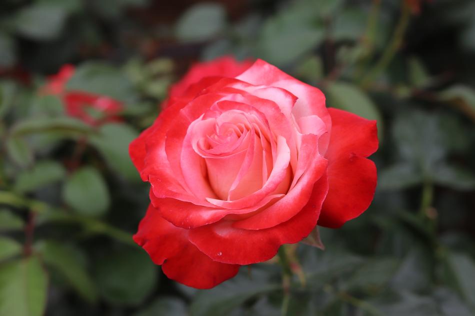 Passion Love Wallpapers rose