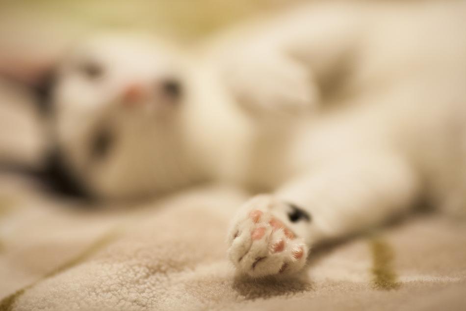 sleepyhead cat