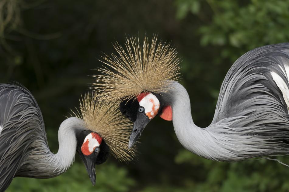 amazing Crane Couple