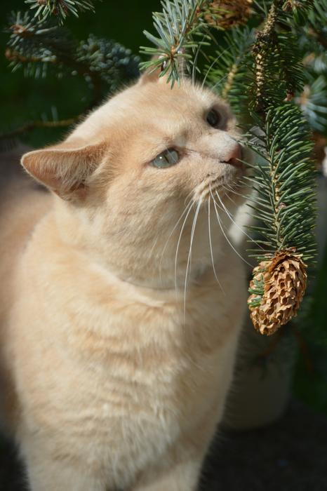 white domestic cat near evergreen spruce
