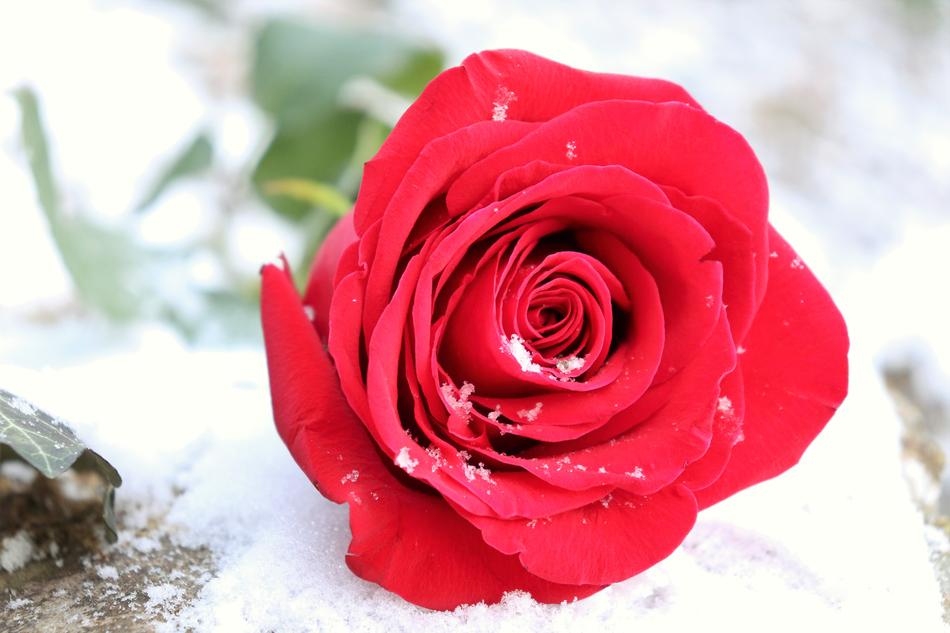 Red Rose On Stone