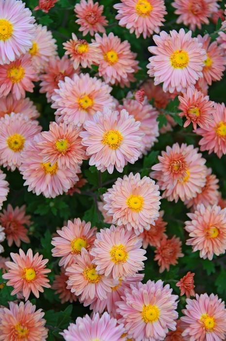goodly Fall Flowers