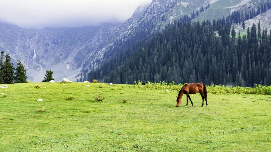 Jahazbanda Meadows horse