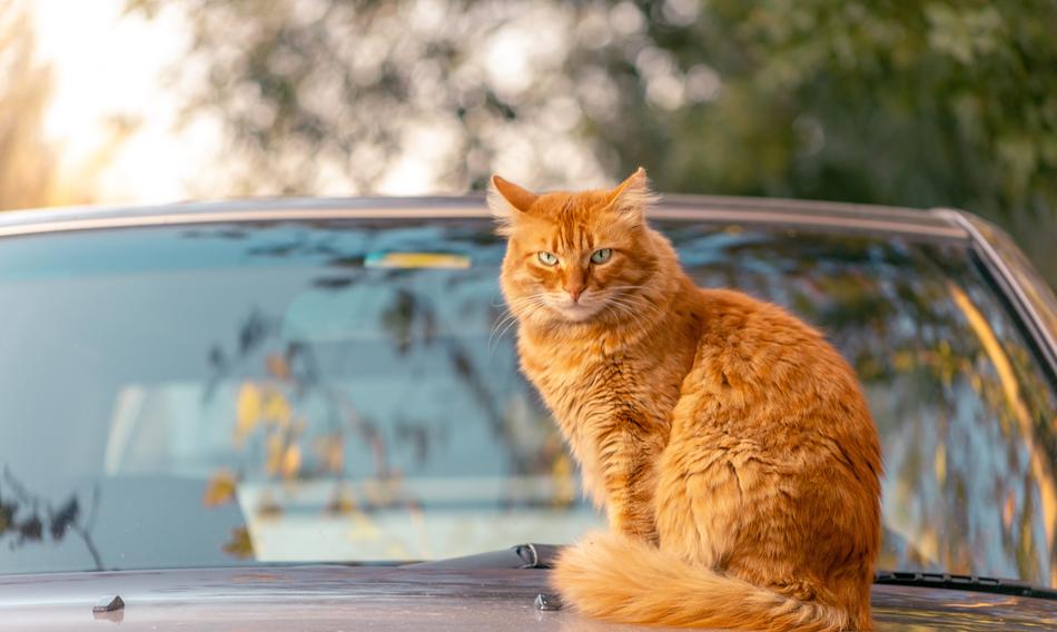 Lovely Sun Cat car