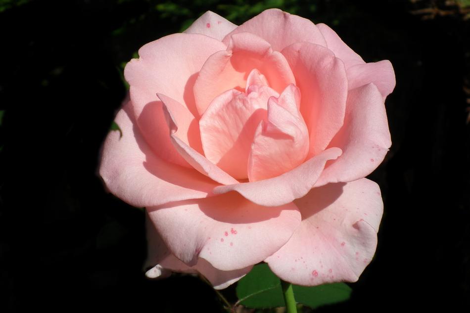 goodly Flower Rose Pink