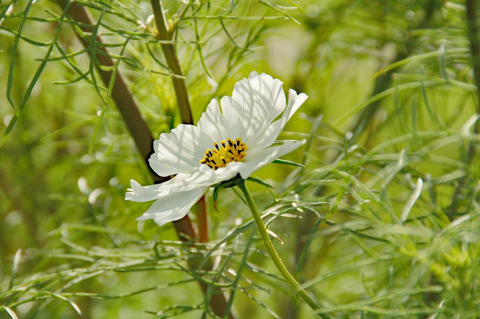 White Heart flower