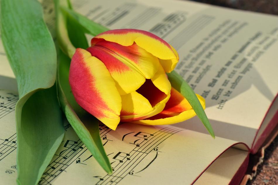 Book and Tulip Romantic