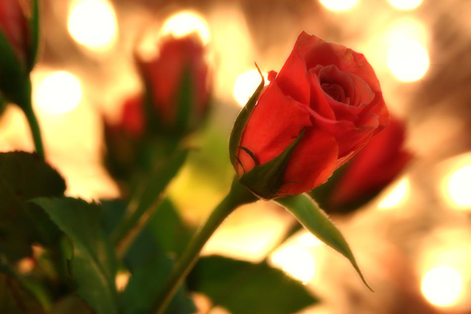 Valentineâs Day greeting, Roses at blurred bokeh background