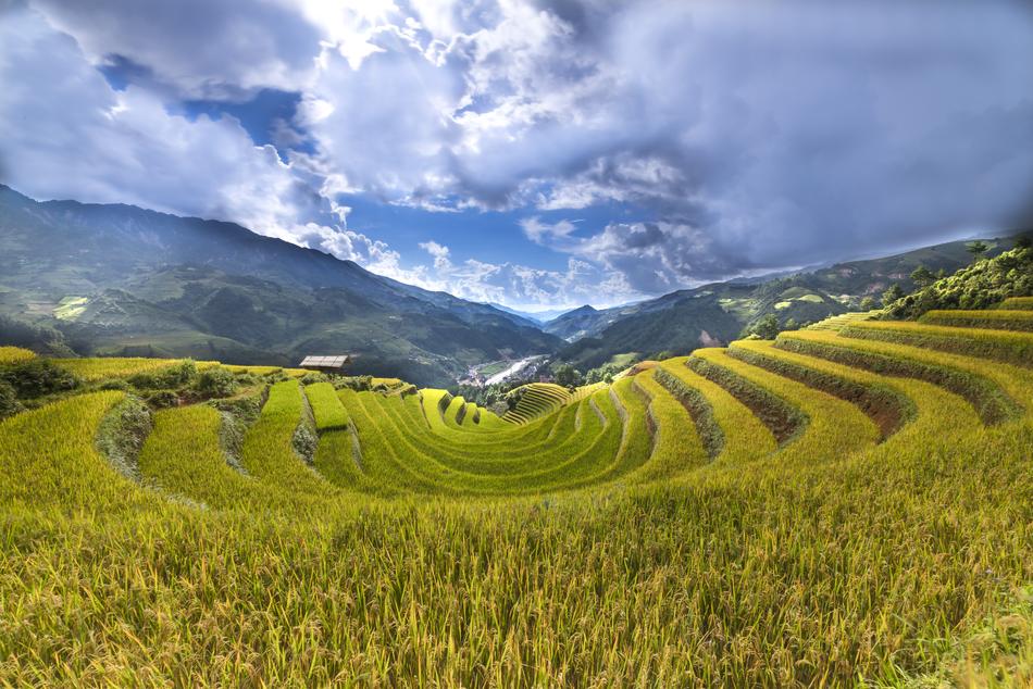 green Only Agriculture