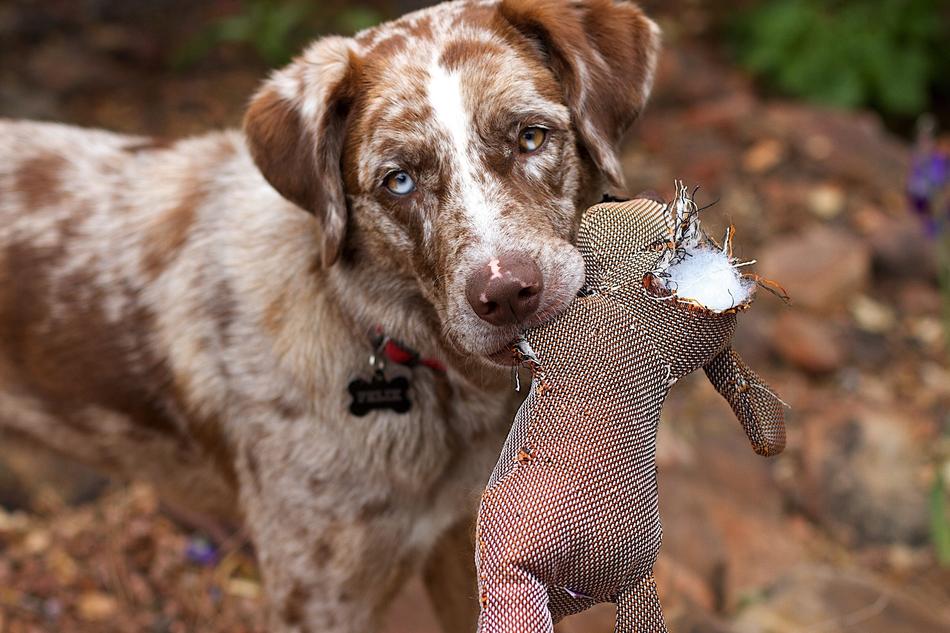 Retriever Dog with toy