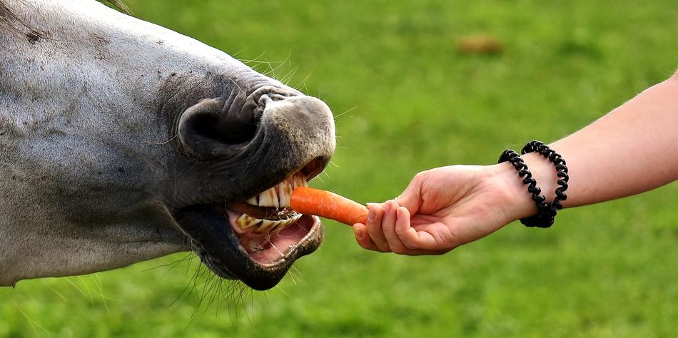 carrot For Animals