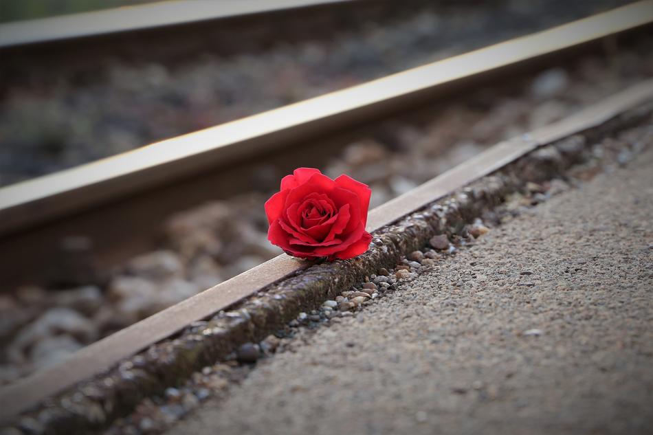 burgundy rose on the railway