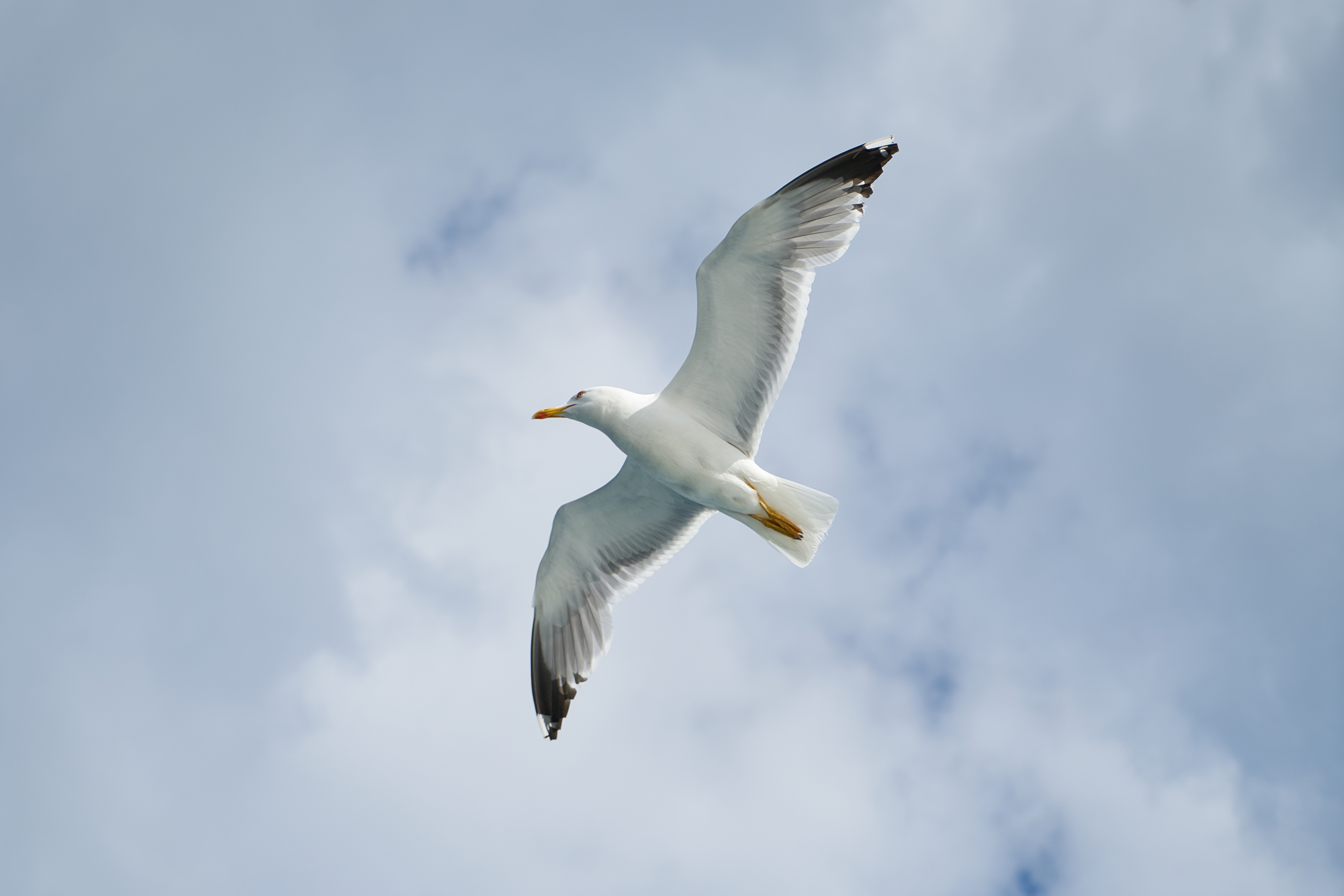 Seagulls Laxative Prank