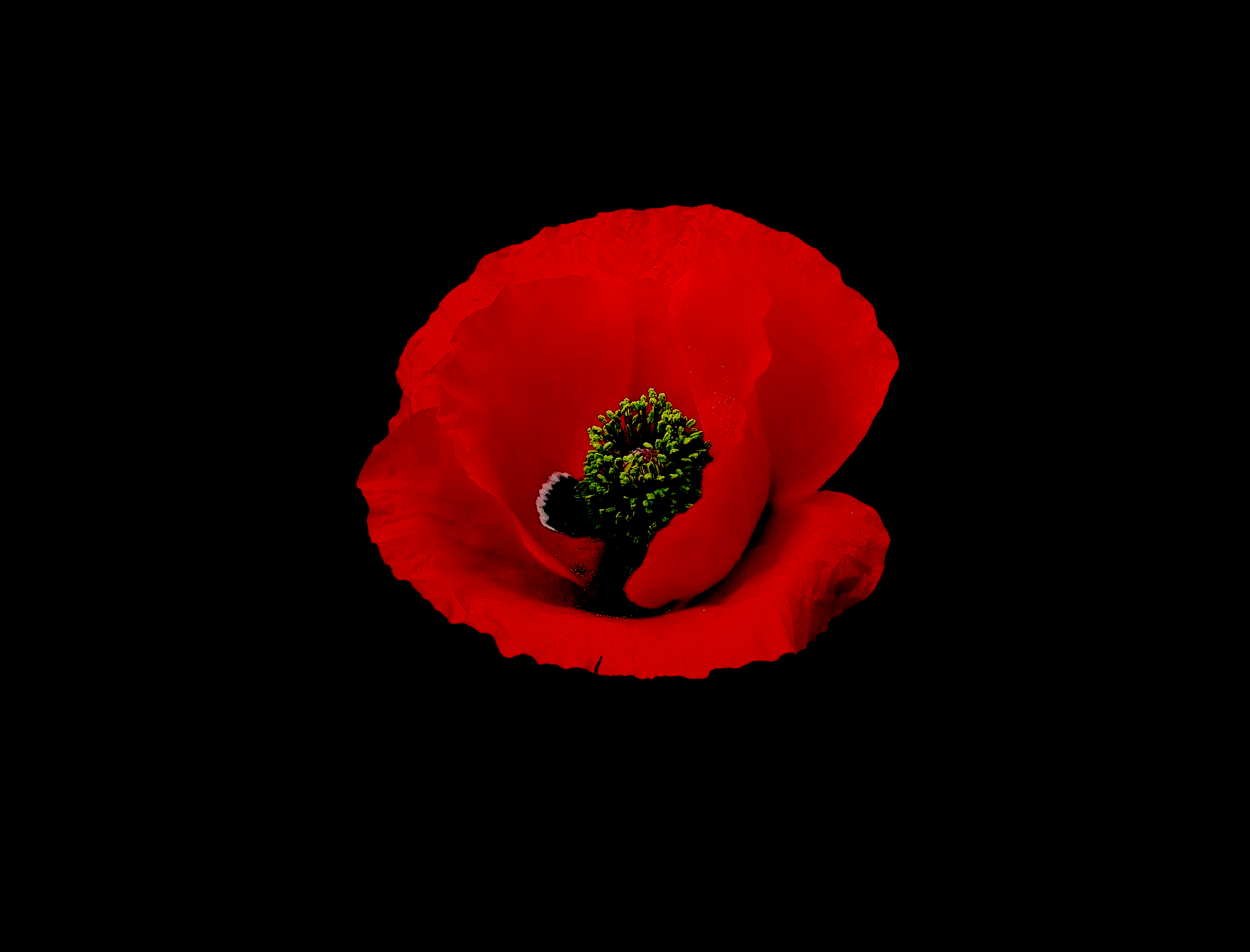 Red poppy flower at Black background free image download