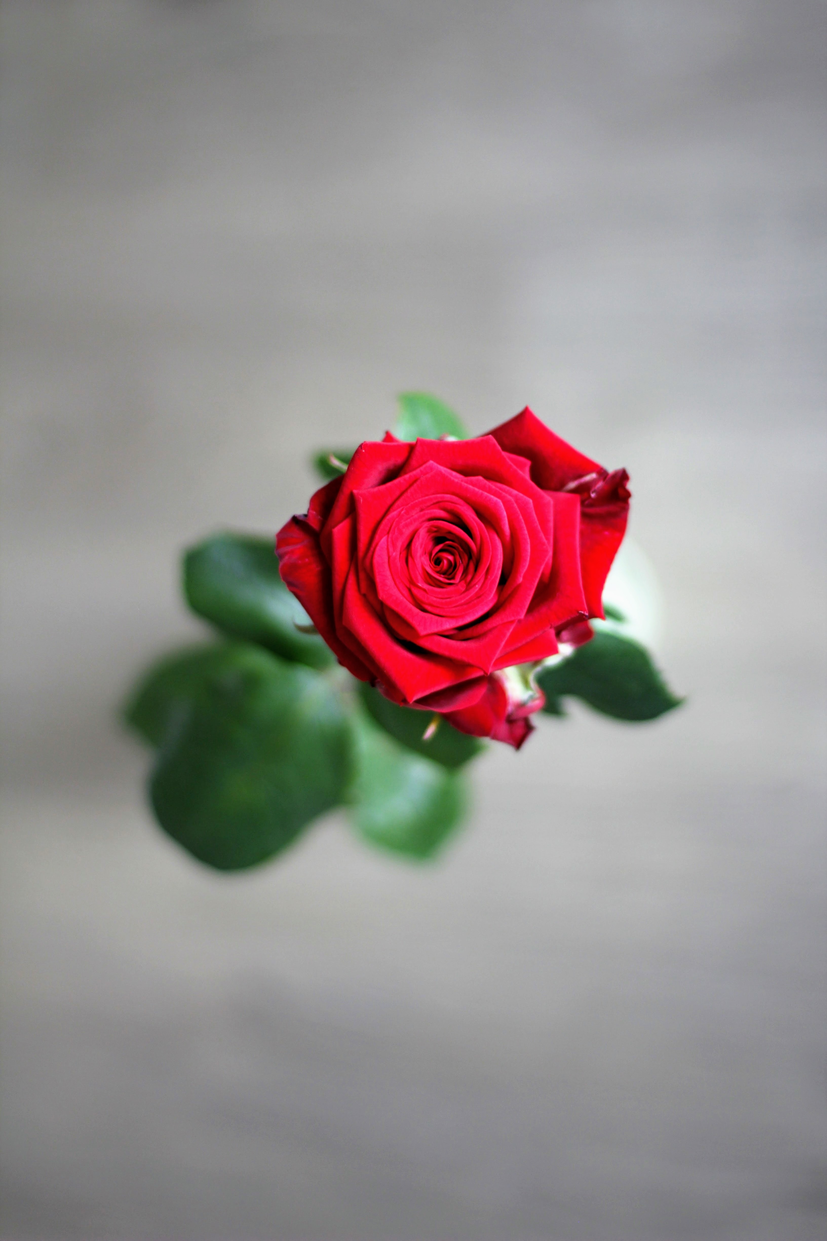 Rose Mothers Day Flower Free Image Download