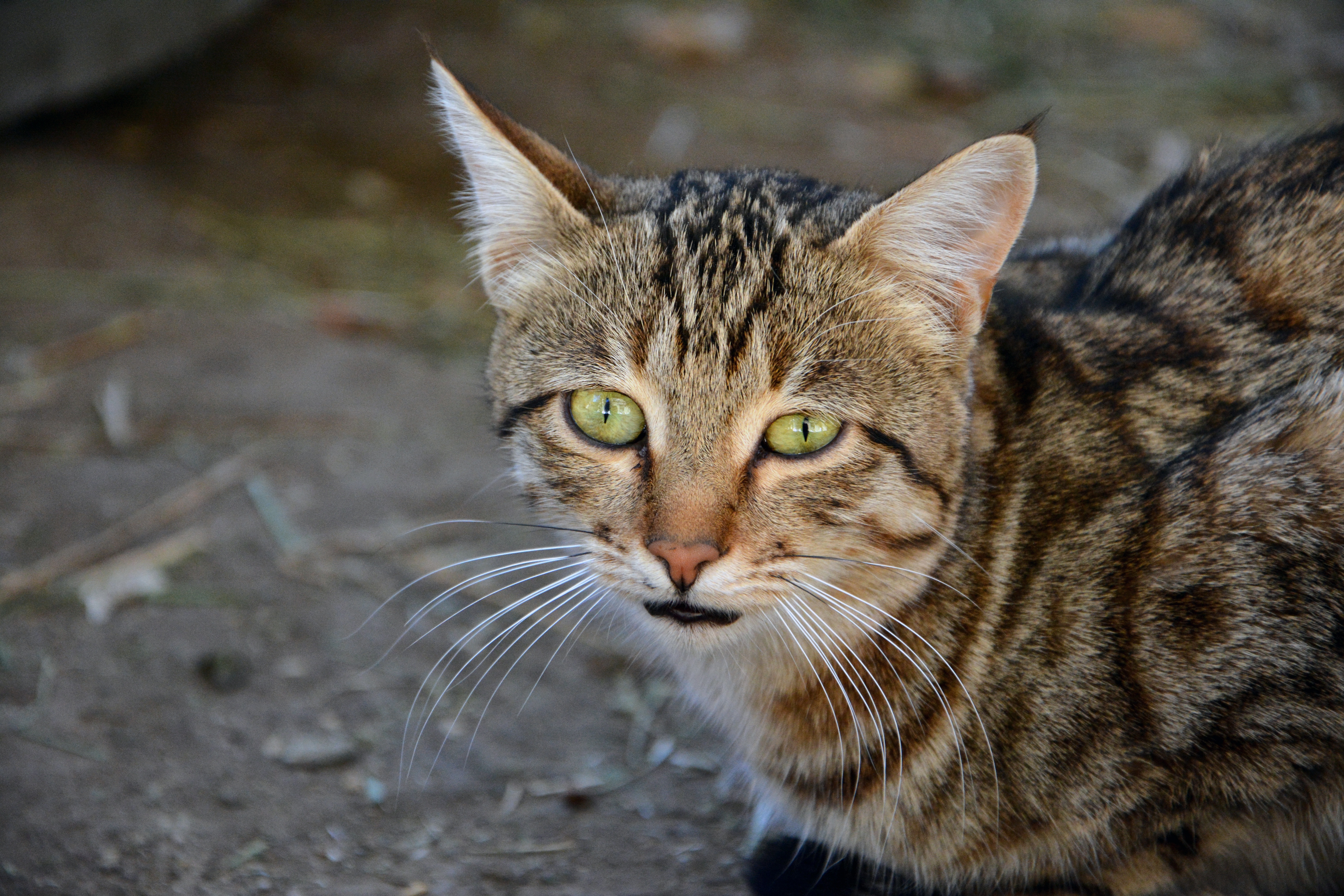 Stray Cats Brown tabby