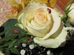 White Rose and Ladybug Lucky