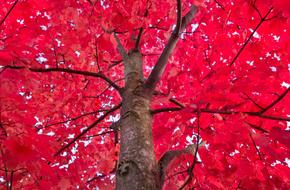 maple tree with red leaves