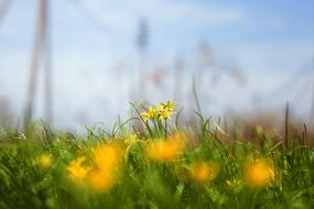 Grass green and yellow flowers close-up on blurred background