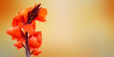 goodly red Flower
