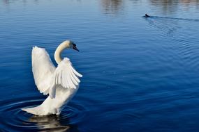 white swan spreads its wings on the lake