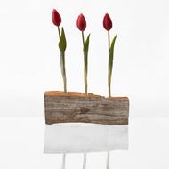 Nature Tulip