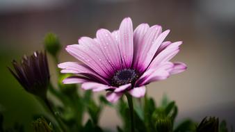 Beautiful Blooming pink