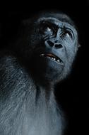 Monkey View Ape face