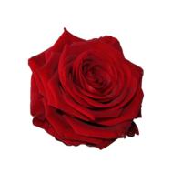 photo of a velvet bouquet of roses on a white background